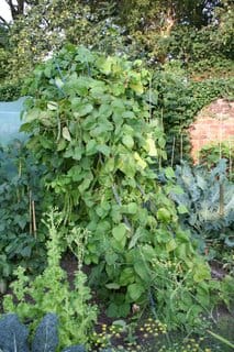 The effect of summer neglect.