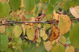Crab apples and candy floss.