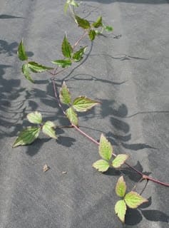 How to... take clematis cuttings.