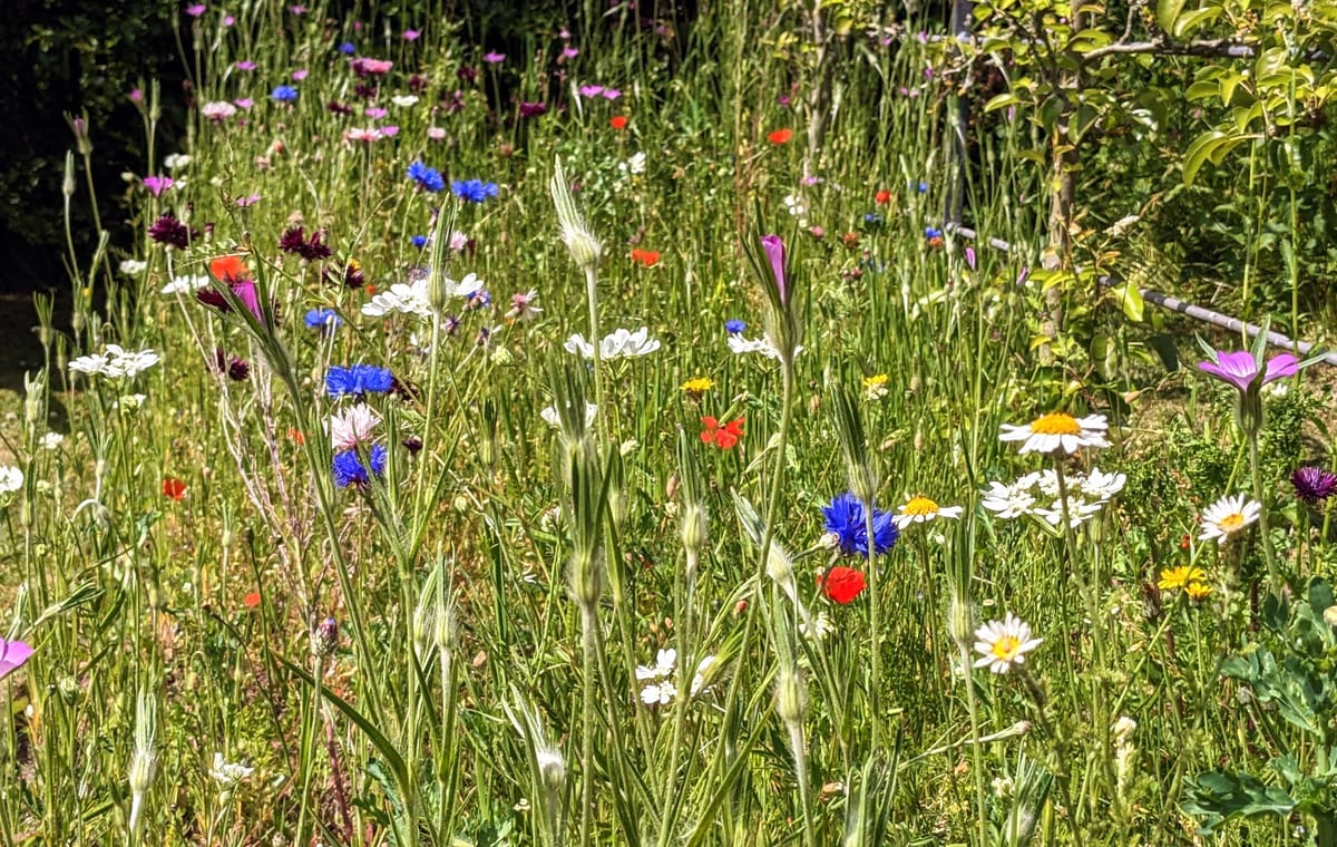 When is a meadow not a meadow?