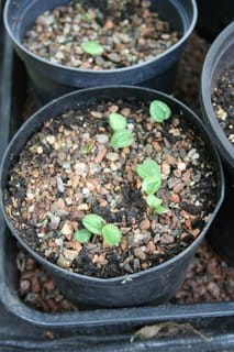 Cyclamen seedlings and other babies