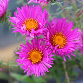 On Twitter, Gardeners World, Monty, age and all that...