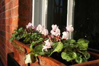 Cyclamen recycling.