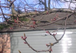 A colder, later spring