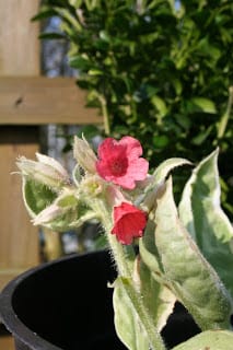 Pulmonarias - if anything is 'Sky-blue-pink', this plant is