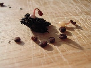 Some notes on hardiness