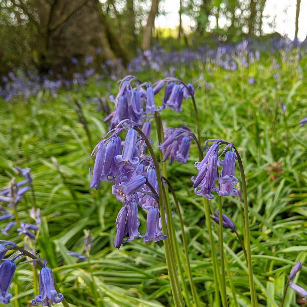 Trouble in the bluebell woods...