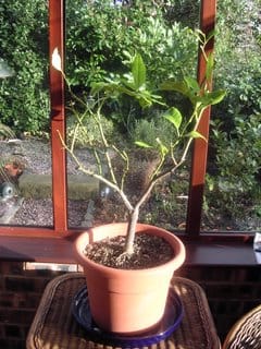 A treat for the lemon tree