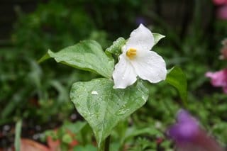 Trillium's first Trillium