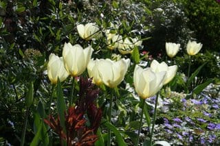 A 'not gardening' day in the garden