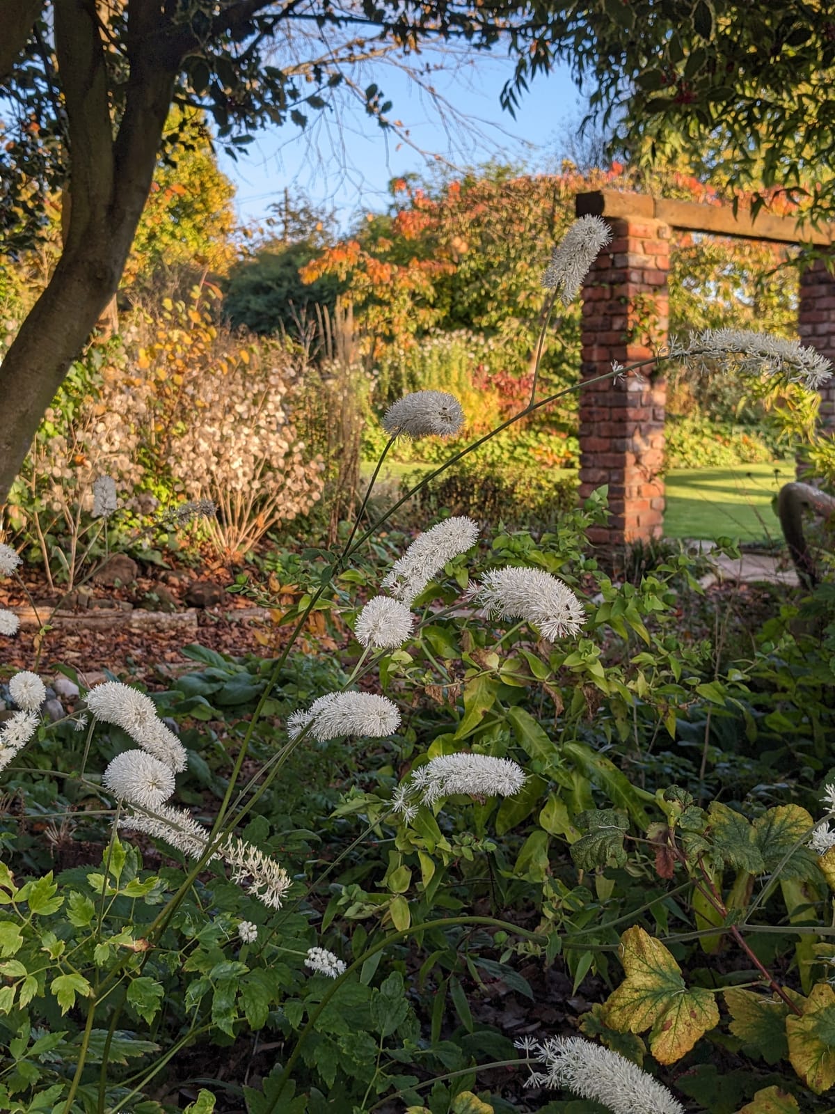 Birthdays, butterscotch and foxy bulbs.