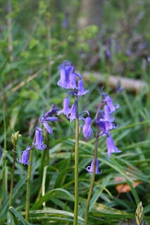 Swallows, newts and bluebells.