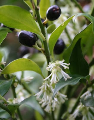 All I want for Christmas....