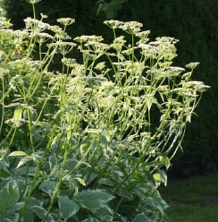 Weeding is not a dirty word...