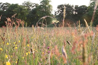 Talking about meadows...