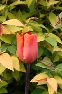 For Margi and Juliet