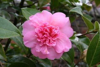 Some pictures to cheer a chilly soul