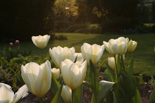 The new CYOG borders are finally finished..