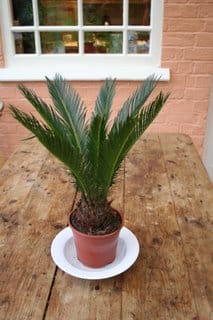 My first cycad