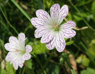 A couple of identity questions......