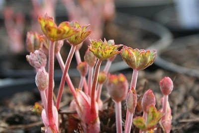 Bare roots and new shoots