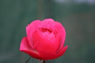 It'll be foggy this Christmas....