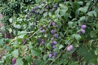 Wind damage and a bumper damson crop