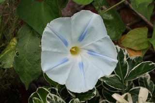 Rain - and morning glory, but only if you're up early...