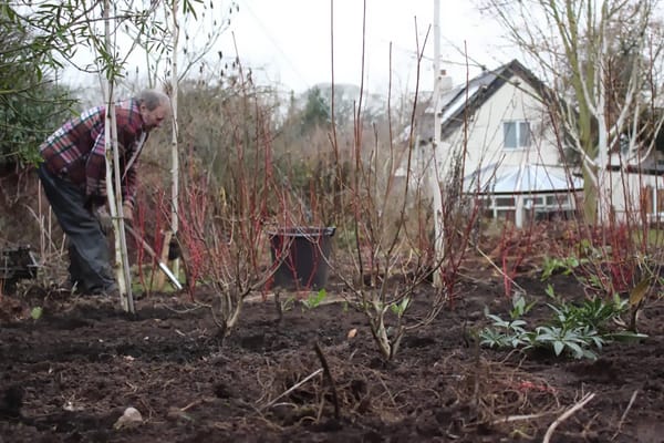 Ginger nuts and yellow geraniums.