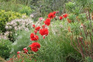 Poppies and Pulsatillas