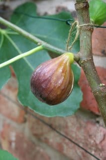 More looking than doing