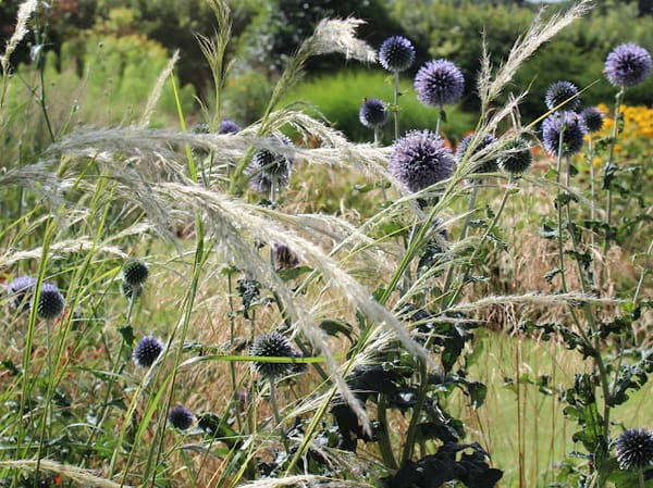 Perennial grasses, perfect partnerships