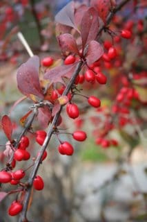 From spring to autumn in 24 hours