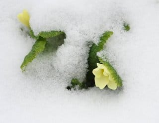 More snow, and a murderous visitor