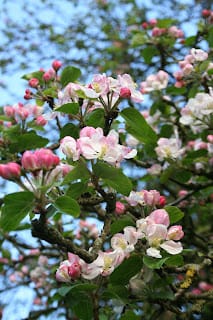 Philosophy and the art of apple tree pruning