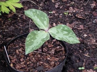 Thursday April 21, 2005