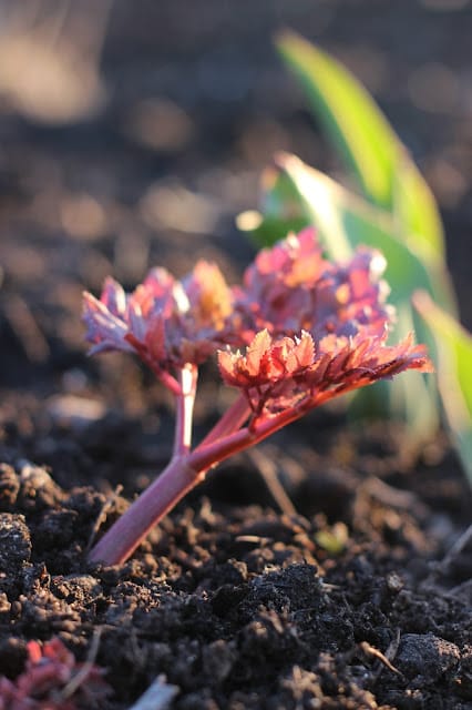 April, come she will.