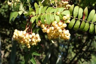 Sorbus 'Joseph Rock'