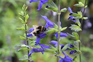 Seeds - except for Salvias...