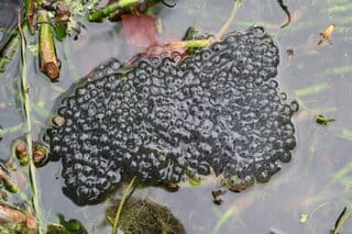 Frogspawn - at last...