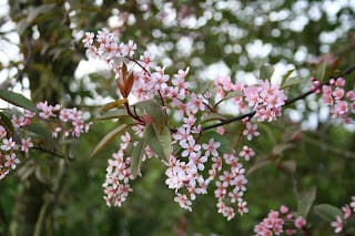 What's in flower right now...