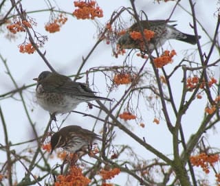Berry bonanza for the birds.