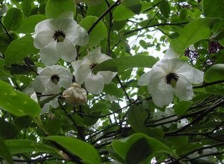 Sunday June 05, 2005