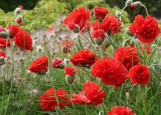 Poppies galore...