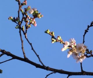 A Christmas Day picture