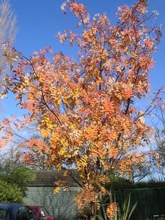 Back to back gardening
