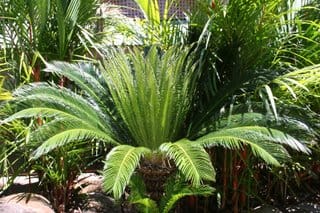 Feeling a bit tropical